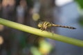 dragonflies enjoying the afternoon on papaya leaves Royalty Free Stock Photo