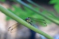 dragonflies enjoying the afternoon on papaya leaves, where the beauty of nature is extraordinary. Royalty Free Stock Photo
