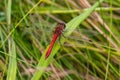 Dragonflies are flying insects that belong to the infraorder Anisoptera under the order Odonata. About 3,000 extant species