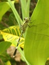 Dragonflies at grass