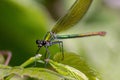 The dragonflies have a very voluminous head, the eyes made up of about 50,000 ommatidia and relatively short antennae; the two pai