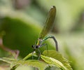 The dragonflies have a very voluminous head, the eyes made up of about 50,000 ommatidia and relatively short antennae; the two pai Royalty Free Stock Photo