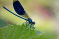 The dragonflies have a very voluminous head, the eyes made up of about 50,000 ommatidia and relatively short antennae; the two pai Royalty Free Stock Photo