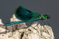 The dragonflies have a very voluminous head, the eyes made up of about 50,000 ommatidia and relatively short antennae; the two pai Royalty Free Stock Photo