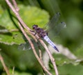 The dragonflies have a very voluminous head, the eyes made up of about 50,000 ommatidia and relatively short antennae