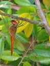 Dragonflies are known for their beauty, speed, and predatory prowess Royalty Free Stock Photo