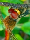 Dragonflies are known for their beauty, speed and predatory prowess Royalty Free Stock Photo