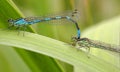 Dragonflies in love Royalty Free Stock Photo