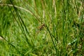 Dragonflies hold together on grass stems Royalty Free Stock Photo