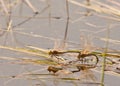 Dragonflies mating