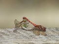 Dragonflies mating