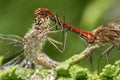 Dragonflies mating on a tree branch