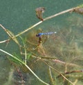 Dragonflies over a pond. Blue