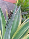 dragonflies perched on the dicactus