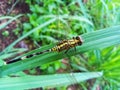 Dragonflies perched on lemongrass leaves