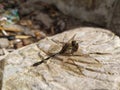 Dragonflies perched on rock.