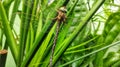 dragonflies perched on top of plants