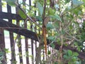 Dragonflies perched on tree branches