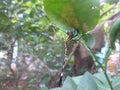 Dragonflies perched on trees