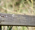 Dragonflies at RSPB Minsmere Royalty Free Stock Photo
