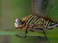 Green dragonfly perched on the grass