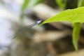 Dragonflies or sibar-sibar are a group of insects belonging to the Odonata nation, usually breeding close to water.