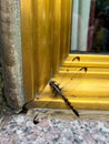 Adventure of a dragonfly in the city
