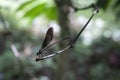 Dragonflies on small twigs.