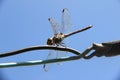Dragonflies on summer day