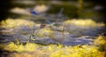 Dragonflies in tandem when laying eggs in the pond. Royalty Free Stock Photo