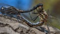 Dragonflies on a tree on a summer sunny day