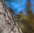 Dragonflies on a tree on a summer sunny day