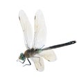 Dragonfliy Anax parthenope (male) Royalty Free Stock Photo