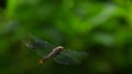 The Dragonflt Onicothemis culminicola flying