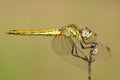 Dragonfly Royalty Free Stock Photo