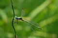 Dragonfly Royalty Free Stock Photo