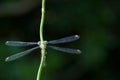Dragonfly Royalty Free Stock Photo