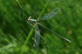 Dragonfly Royalty Free Stock Photo