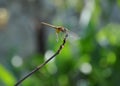 Dragonfly Royalty Free Stock Photo
