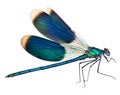 Dragonfly Royalty Free Stock Photo