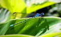 Dragonfly Royalty Free Stock Photo