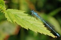 Dragonfly Royalty Free Stock Photo