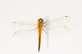 Dragonfly Royalty Free Stock Photo