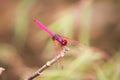 Dragonfly Royalty Free Stock Photo