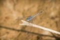 Dragonfly Royalty Free Stock Photo