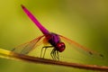 Dragonfly Royalty Free Stock Photo