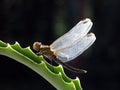 Dragonfly Royalty Free Stock Photo
