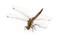 Dragonfly Royalty Free Stock Photo