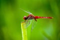 Dragonfly Royalty Free Stock Photo