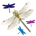 Dragonfly